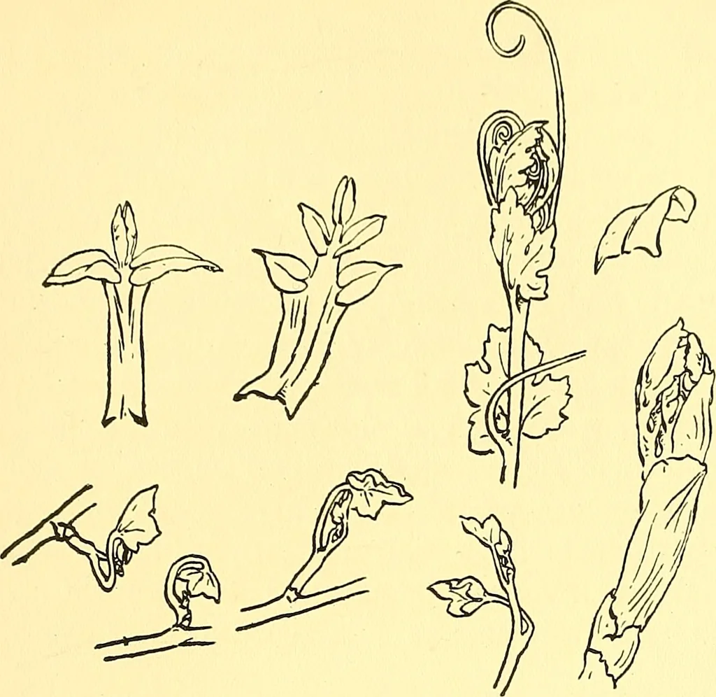 An illustration from Arbor vitae : a book on the nature & development of imaginative design for the use of teachers, handicraftsmen & others, 1910, leaf 72