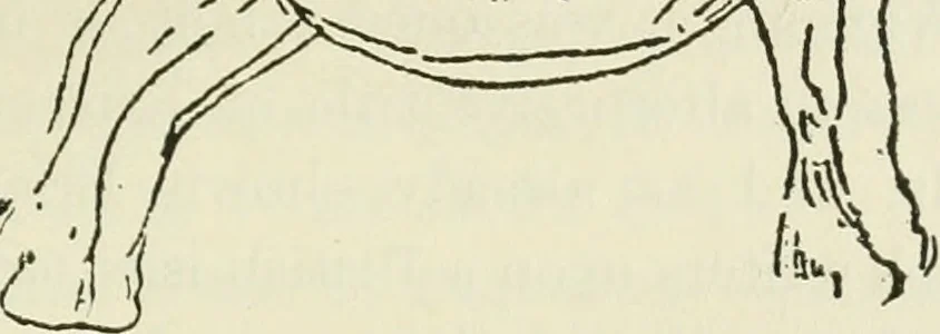 An illustration from Archaic England, an essay in deciphering prehistory from megalithic monuments, earthworks, customs, coins, placenames, and faeric superstitions, 1919, leaf 412