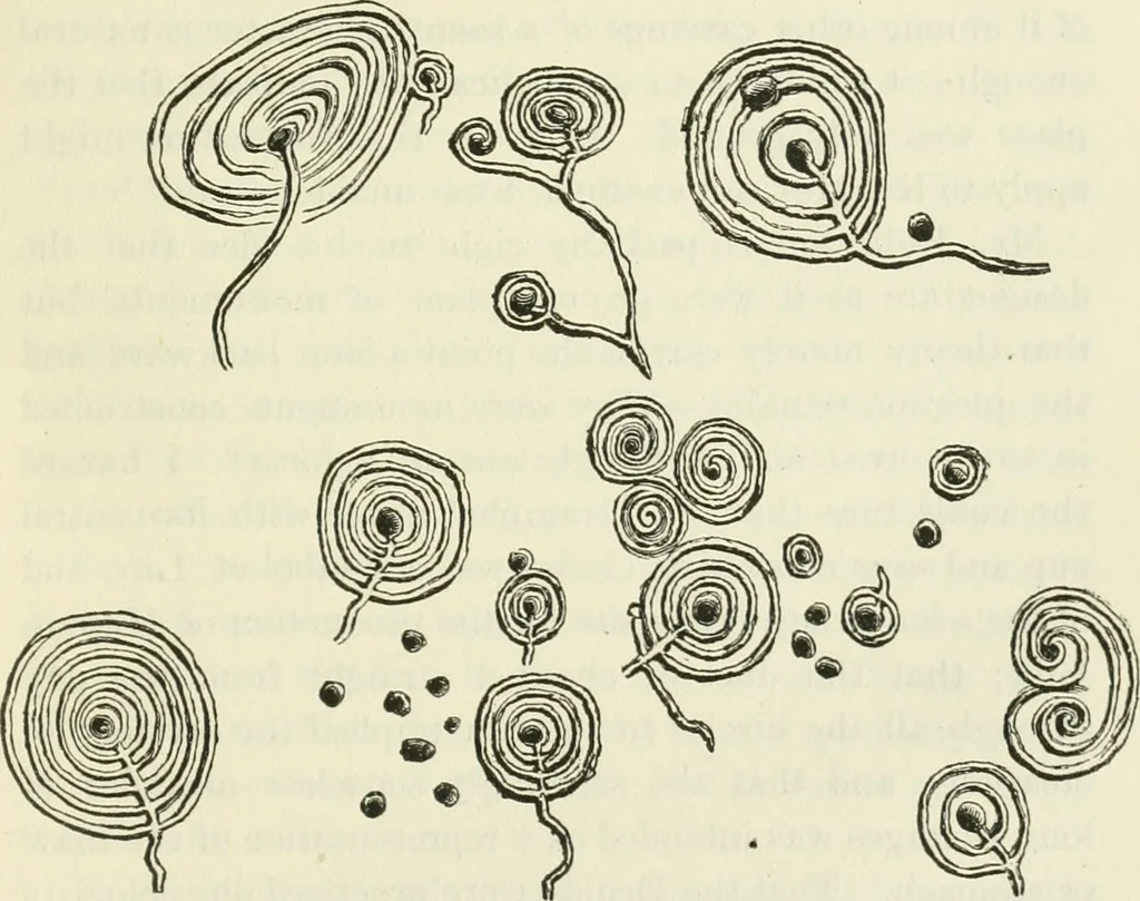 An illustration from Archaic England, an essay in deciphering prehistory from megalithic monuments, earthworks, customs, coins, placenames, and faeric superstitions, 1919, leaf 862
