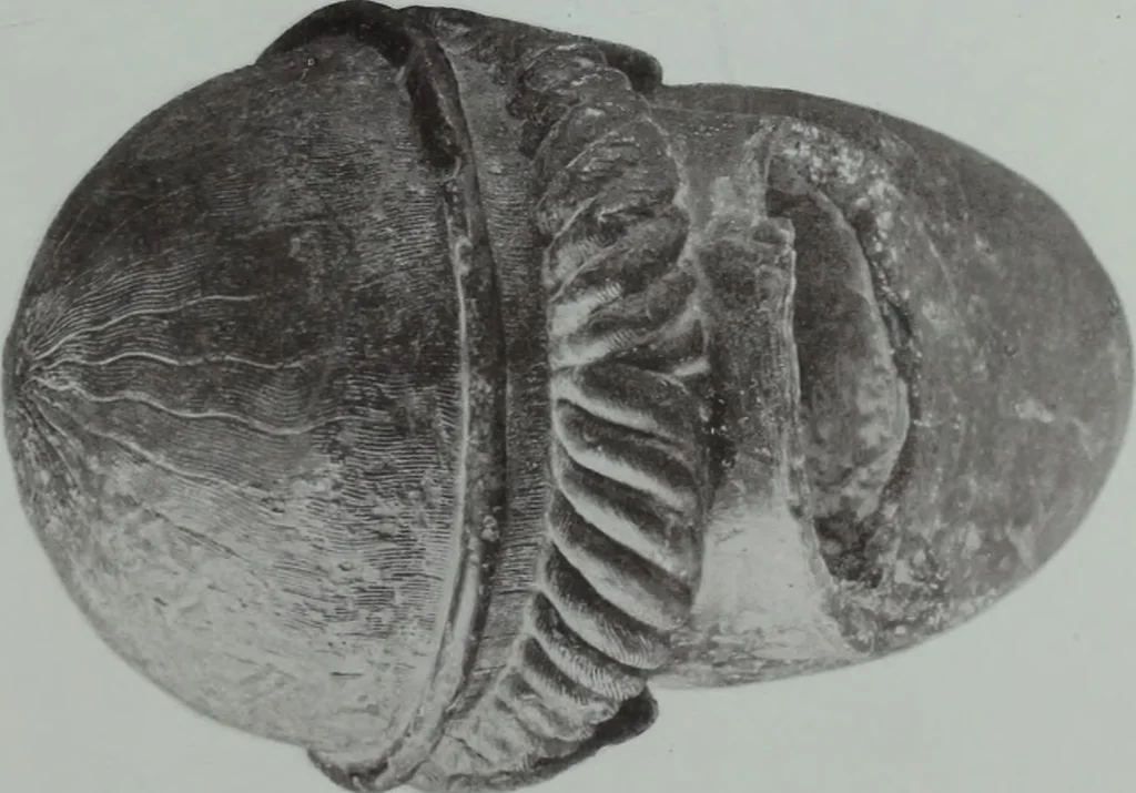 An illustration from Archaiologik ephmeris : ekdidomen hypo ts en Athnais Archaiologiks Hetairias, 1862, leaf 448
