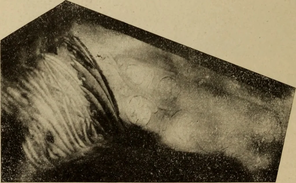 An illustration from Archaiologik ephmeris : ekdidomen hypo ts en Athnais Archaiologiks Hetairias, 1862, leaf 335