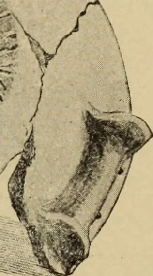 An illustration from Archaiologik ephmeris : ekdidomen hypo ts en Athnais Archaiologiks Hetairias, 1862, leaf 442