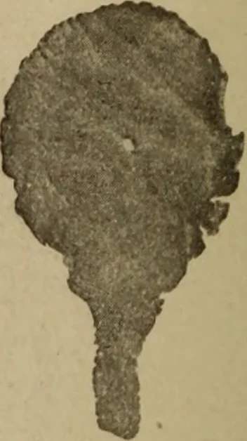 An illustration from Archaiologik ephmeris : ekdidomen hypo ts en Athnais Archaiologiks Hetairias, 1862, leaf 527