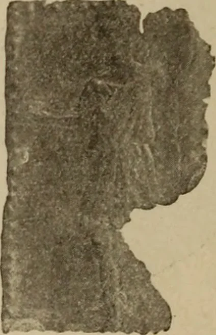 An illustration from Archaiologik ephmeris : ekdidomen hypo ts en Athnais Archaiologiks Hetairias, 1862, leaf 527