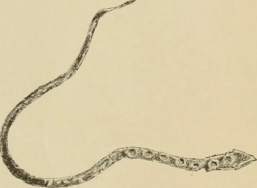 An illustration from Archaiologik ephmeris : ekdidomen hypo ts en Athnais Archaiologiks Hetairias, 1862, leaf 566