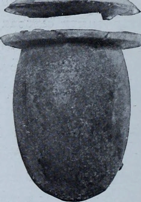 An illustration from Archaiologik ephmeris : ekdidomen hypo ts en Athnais Archaiologiks Hetairias, 1862, leaf 295
