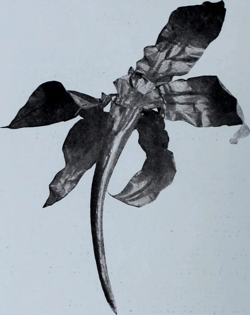 An illustration from Archaiologik ephmeris : ekdidomen hypo ts en Athnais Archaiologiks Hetairias, 1862, leaf 409