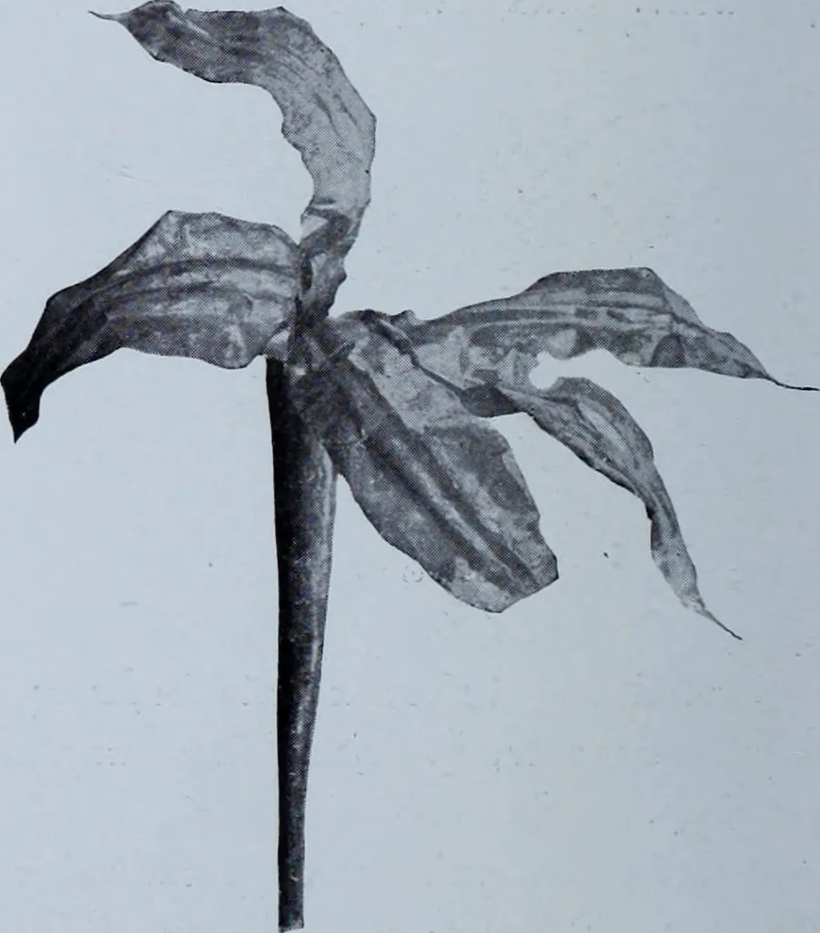 An illustration from Archaiologik ephmeris : ekdidomen hypo ts en Athnais Archaiologiks Hetairias, 1862, leaf 409