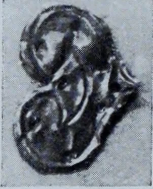 An illustration from Archaiologik ephmeris : ekdidomen hypo ts en Athnais Archaiologiks Hetairias, 1862, leaf 411