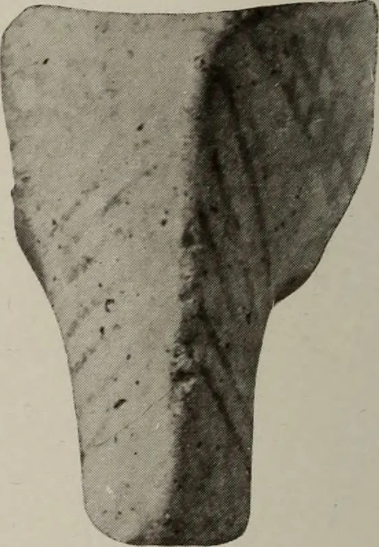 An illustration from Archaiologik ephmeris : ekdidomen hypo ts en Athnais Archaiologiks Hetairias, 1862, leaf 195