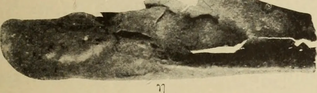 An illustration from Archaiologik ephmeris : ekdidomen hypo ts en Athnais Archaiologiks Hetairias, 1862, leaf 172