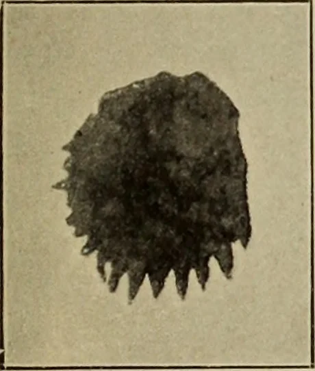 An illustration from Archaiologik ephmeris : ekdidomen hypo ts en Athnais Archaiologiks Hetairias, 1862, leaf 180