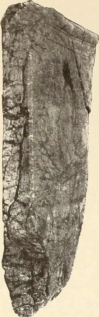 An illustration from Archaiologik ephmeris : ekdidomen hypo ts en Athnais Archaiologiks Hetairias, 1862, leaf 187