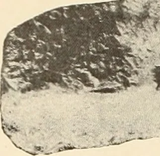 An illustration from Archaiologik ephmeris : ekdidomen hypo ts en Athnais Archaiologiks Hetairias, 1862, leaf 229