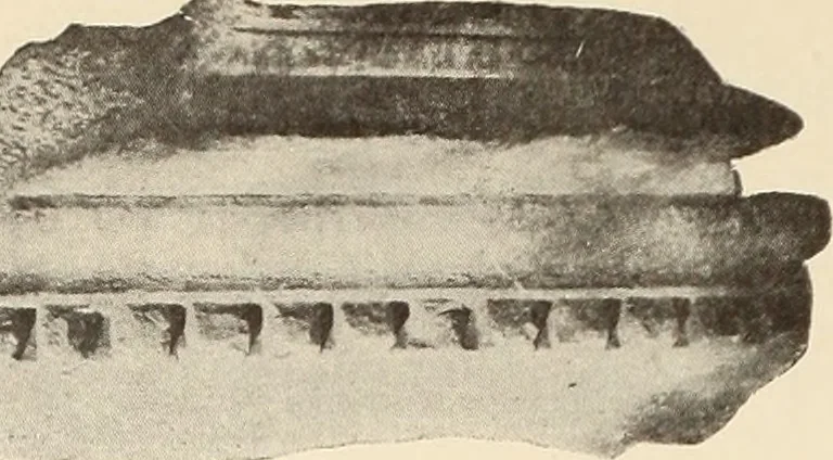 An illustration from Archaiologik ephmeris : ekdidomen hypo ts en Athnais Archaiologiks Hetairias, 1862, leaf 229