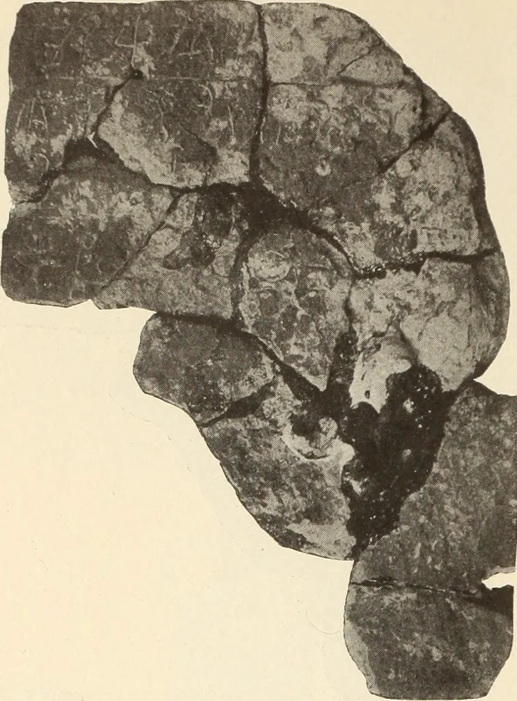 An illustration from Archaiologik ephmeris : ekdidomen hypo ts en Athnais Archaiologiks Hetairias, 1862, leaf 249