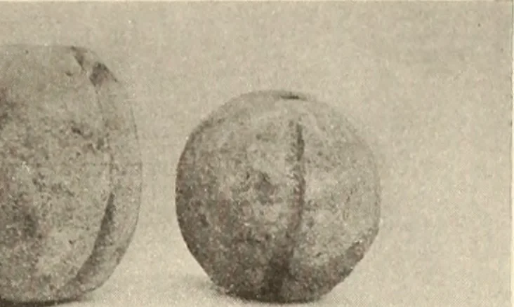 An illustration from Archaiologik ephmeris : ekdidomen hypo ts en Athnais Archaiologiks Hetairias, 1862, leaf 254