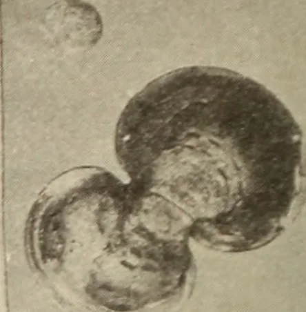 An illustration from Archaiologik ephmeris : ekdidomen hypo ts en Athnais Archaiologiks Hetairias, 1862, leaf 259
