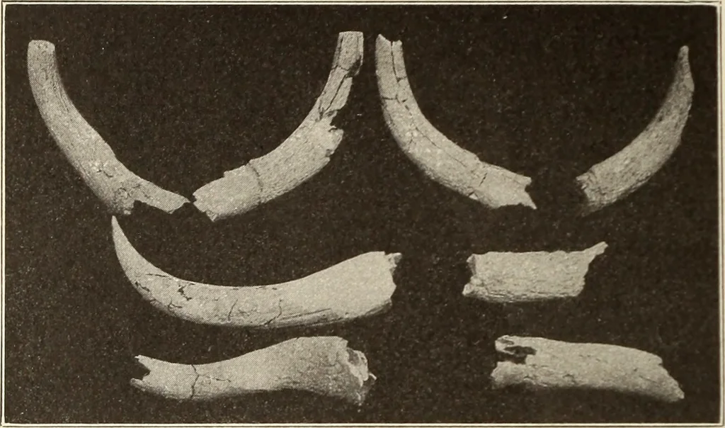 An illustration from Archaiologik ephmeris : ekdidomen hypo ts en Athnais Archaiologiks Hetairias, 1862, leaf 267