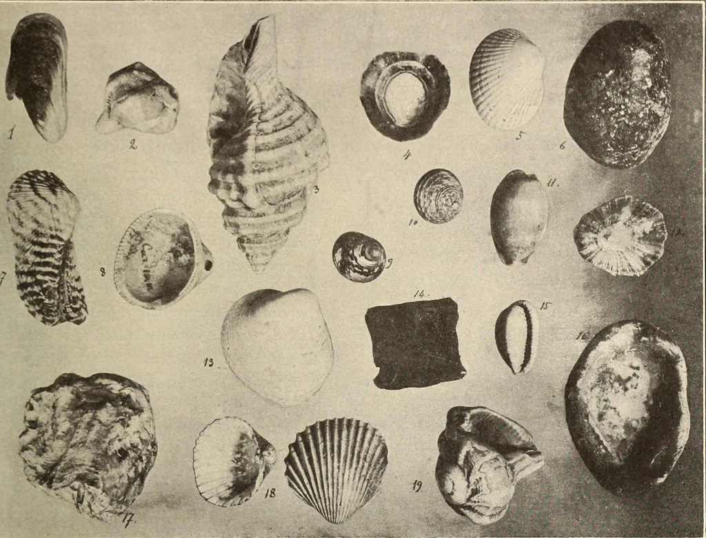 An illustration from Archaiologik ephmeris : ekdidomen hypo ts en Athnais Archaiologiks Hetairias, 1862, leaf 268