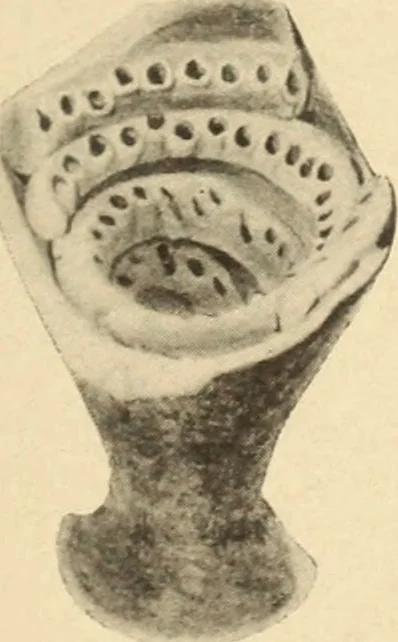 An illustration from Archaiologik ephmeris : ekdidomen hypo ts en Athnais Archaiologiks Hetairias, 1862, leaf 326