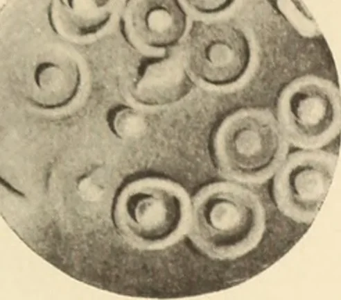 An illustration from Archaiologik ephmeris : ekdidomen hypo ts en Athnais Archaiologiks Hetairias, 1862, leaf 328