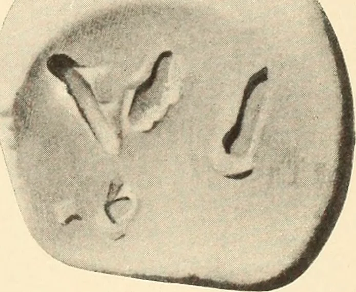 An illustration from Archaiologik ephmeris : ekdidomen hypo ts en Athnais Archaiologiks Hetairias, 1862, leaf 330