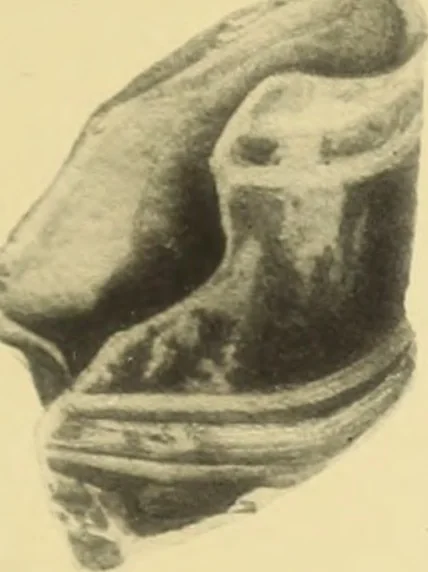 An illustration from Archaiologik ephmeris : ekdidomen hypo ts en Athnais Archaiologiks Hetairias, 1862, leaf 340
