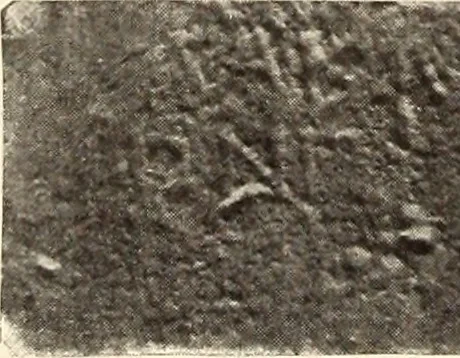 An illustration from Archaiologik ephmeris : ekdidomen hypo ts en Athnais Archaiologiks Hetairias, 1862, leaf 373