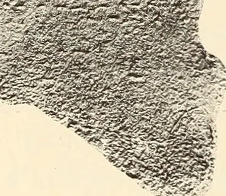 An illustration from Archaiologik ephmeris : ekdidomen hypo ts en Athnais Archaiologiks Hetairias, 1862, leaf 93