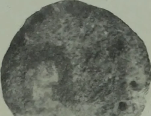 An illustration from Archaiologik ephmeris : ekdidomen hypo ts en Athnais Archaiologiks Hetairias, 1862, leaf 170