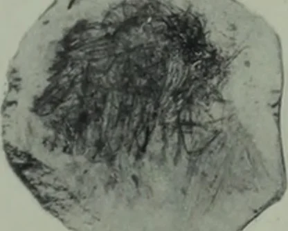 An illustration from Archaiologik ephmeris : ekdidomen hypo ts en Athnais Archaiologiks Hetairias, 1862, leaf 170