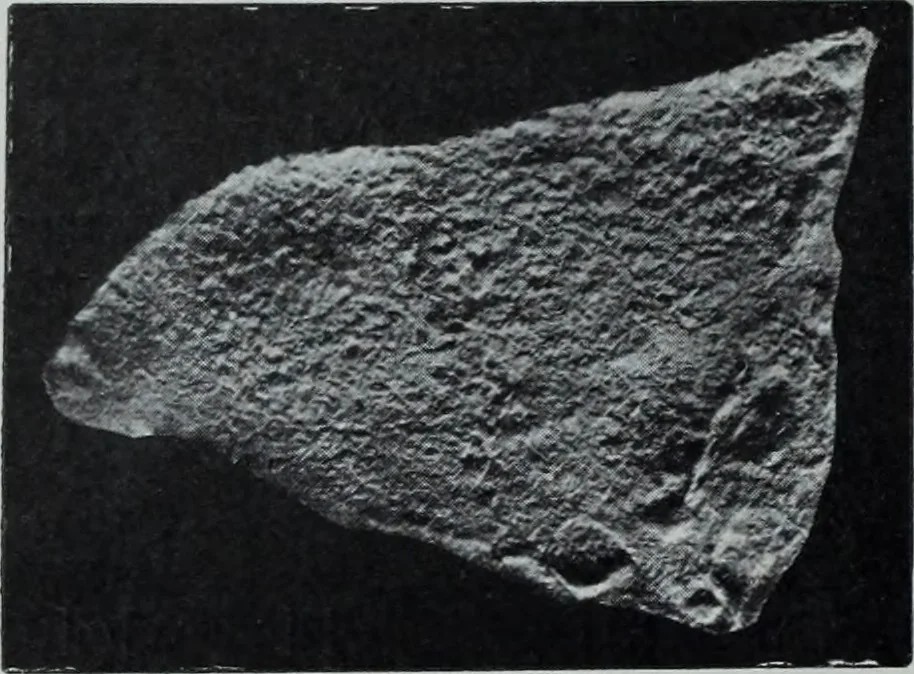An illustration from Archaiologik ephmeris : ekdidomen hypo ts en Athnais Archaiologiks Hetairias, 1862, leaf 21