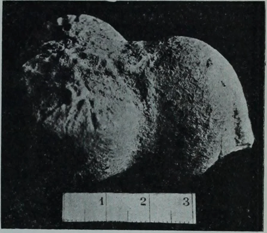 An illustration from Archaiologik ephmeris : ekdidomen hypo ts en Athnais Archaiologiks Hetairias, 1862, leaf 596