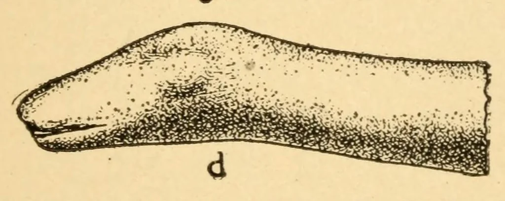 An illustration from Archeological specimens from New England, 1919, leaf 11