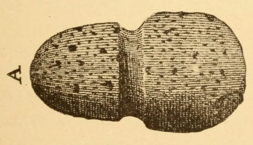 An illustration from Archeological specimens from New England, 1919, leaf 9