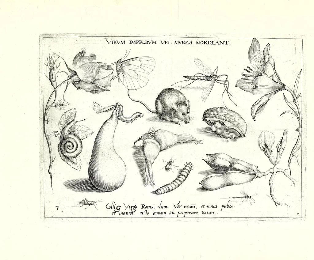 An illustration from Archetypa stvdiaqve patris GeorgiI HoefnageliI, 1592, leaf 11