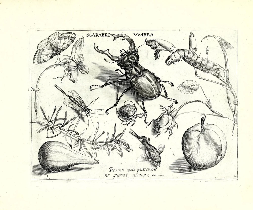 An illustration from Archetypa stvdiaqve patris GeorgiI HoefnageliI, 1592, leaf 33