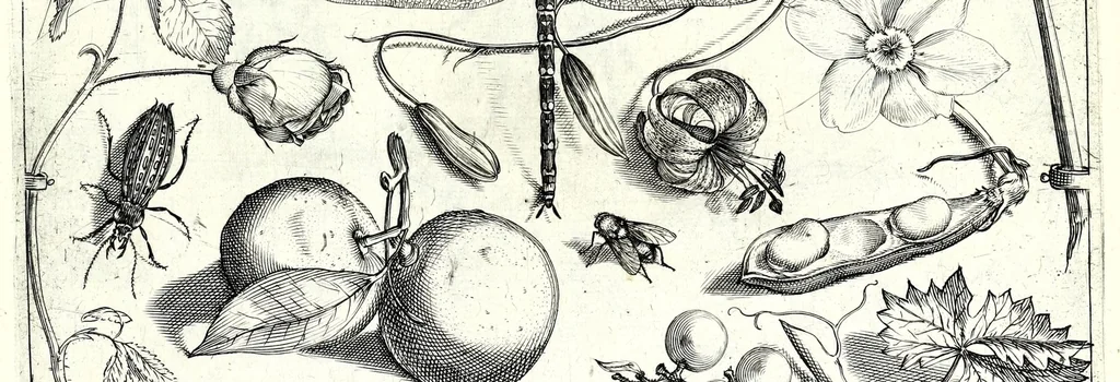 An illustration from Archetypa stvdiaqve patris GeorgiI HoefnageliI, 1592, leaf 37