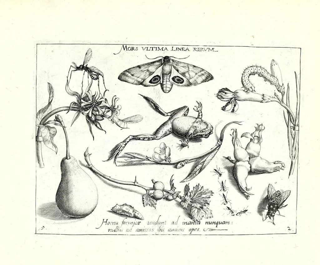 An illustration from Archetypa stvdiaqve patris GeorgiI HoefnageliI, 1592, leaf 41