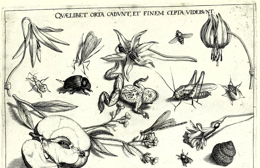 An illustration from Archetypa stvdiaqve patris GeorgiI HoefnageliI, 1592, leaf 77