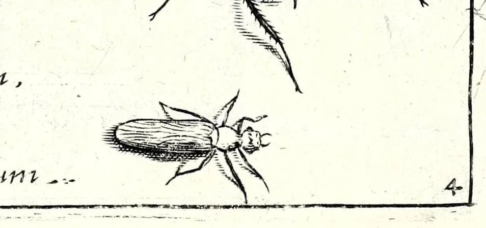 An illustration from Archetypa stvdiaqve patris GeorgiI HoefnageliI, 1592, leaf 95