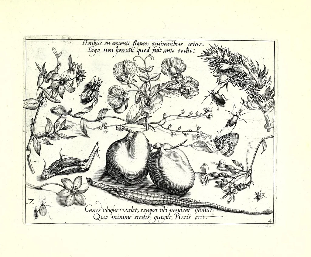 An illustration from Archetypa stvdiaqve patris GeorgiI HoefnageliI, 1592, leaf 97
