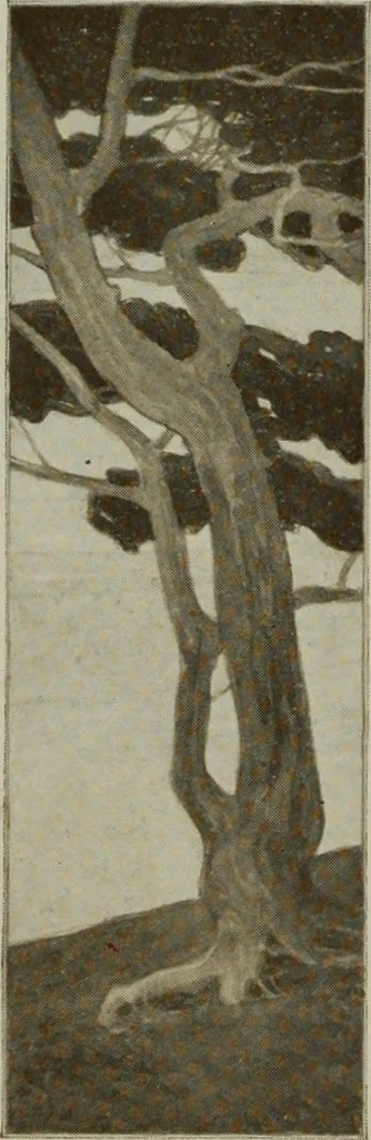 An illustration from The Architect & engineer of California and the Pacific Coast, 1905, leaf 281