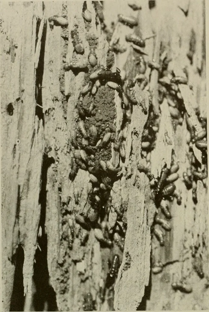 An illustration from Architect and engineer, 1905, leaf 431