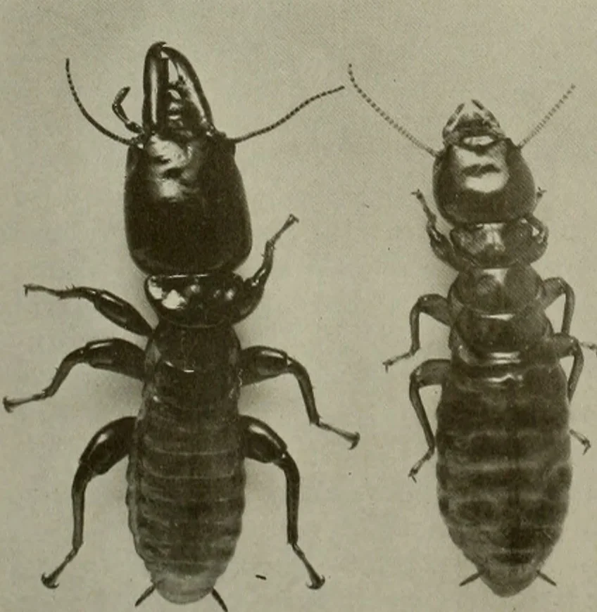 An illustration from Architect and engineer, 1905, leaf 431