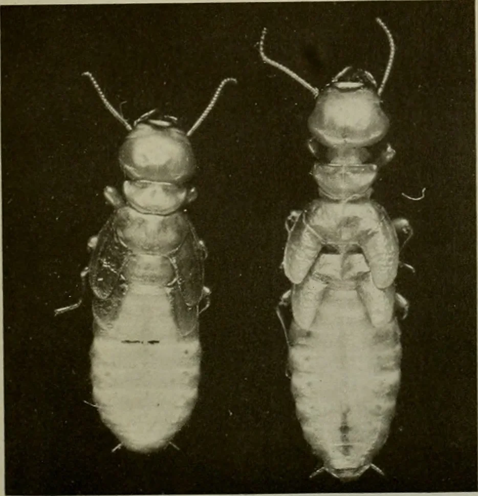 An illustration from Architect and engineer, 1905, leaf 432