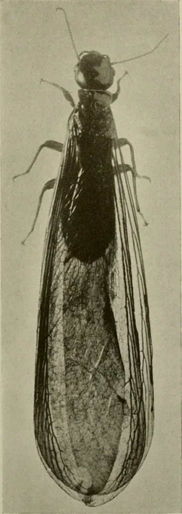 An illustration from Architect and engineer, 1905, leaf 432