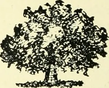 An illustration from Architect and engineer, 1905, leaf 673