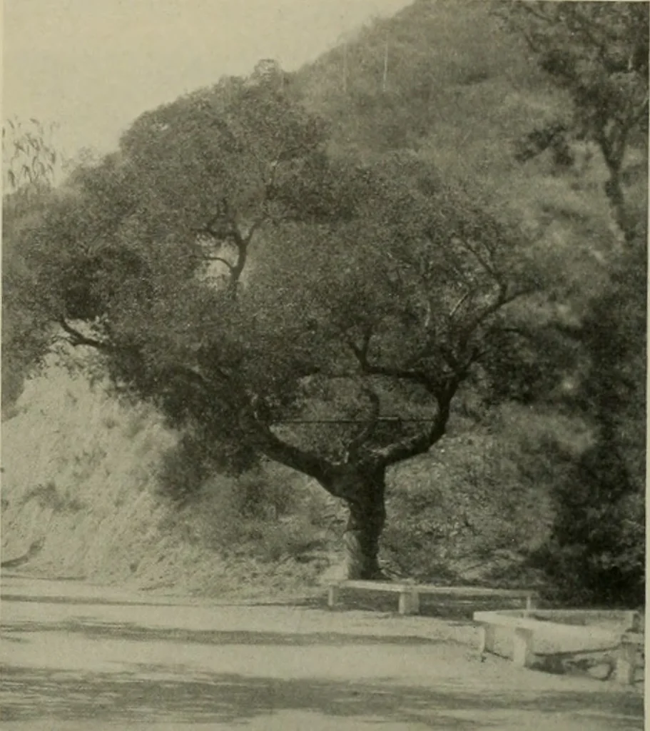 An illustration from Architect and engineer, 1905, leaf 156